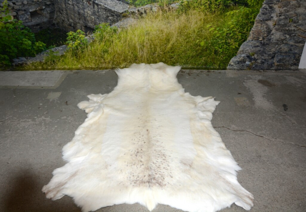 Weißes Rentierfell „White Powdery Snow“ XXL (160cm) – Luxus Naturfell